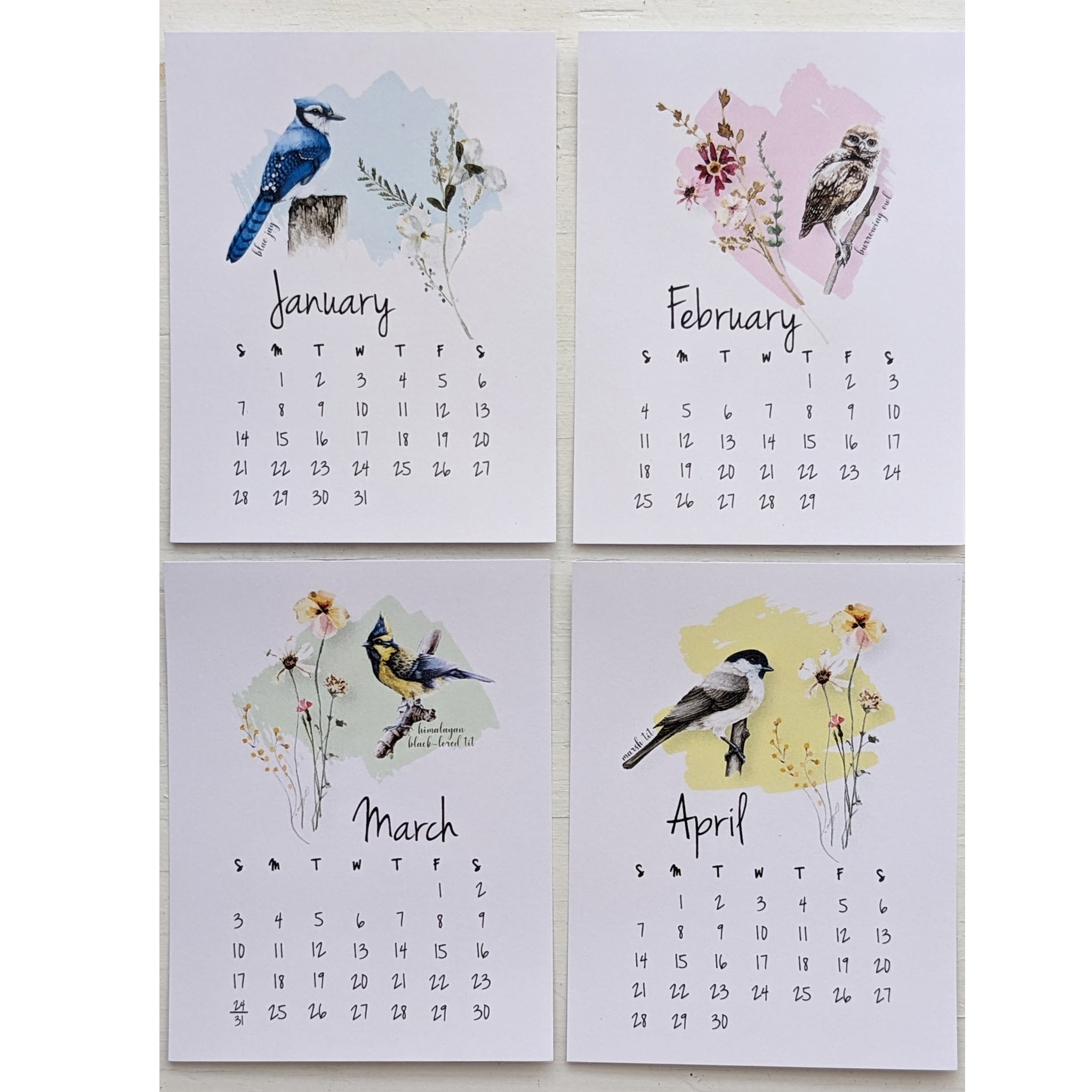 2024 birds calendar blue jay owl mash tit
